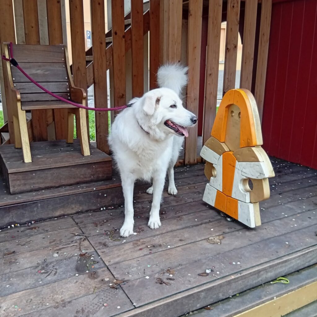 484753612_18062578706313687_7909951705695264458_n Toelettatura a Parma