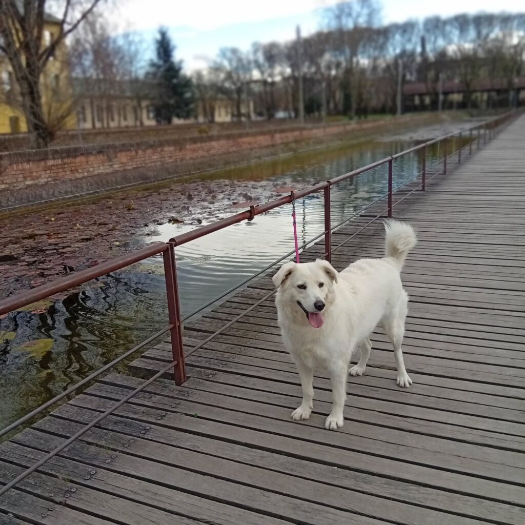 485657678_18062578664313687_7969658132875759080_n Cura di animali domestici a Parma